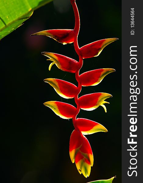 Back lit Heleconia hangs in a tropical splender.