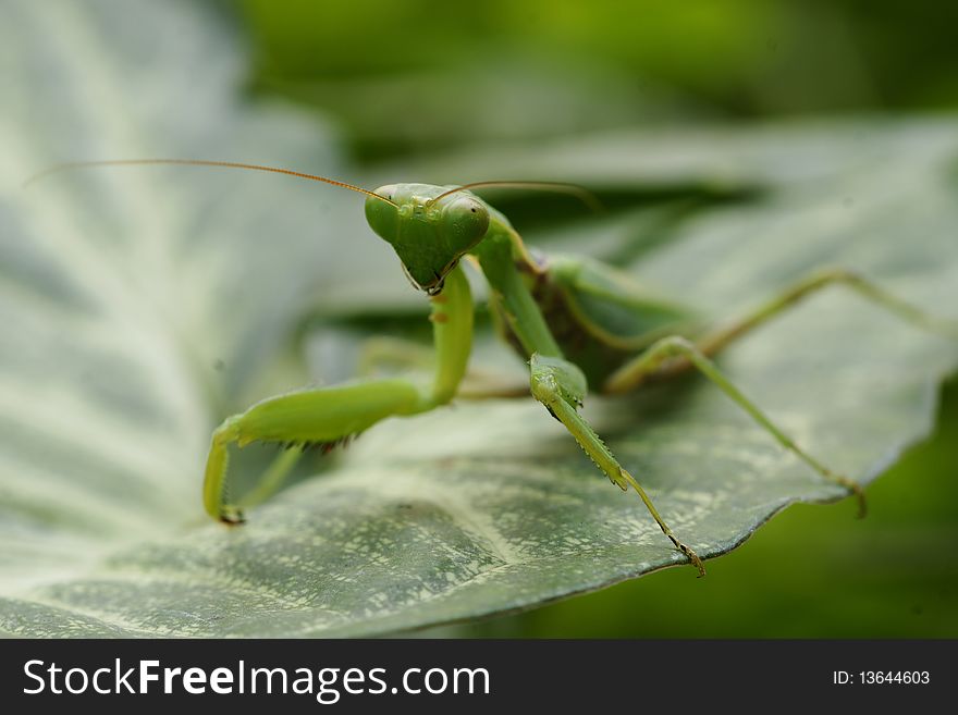 Green grasshopper on green leaf. Green grasshopper on green leaf