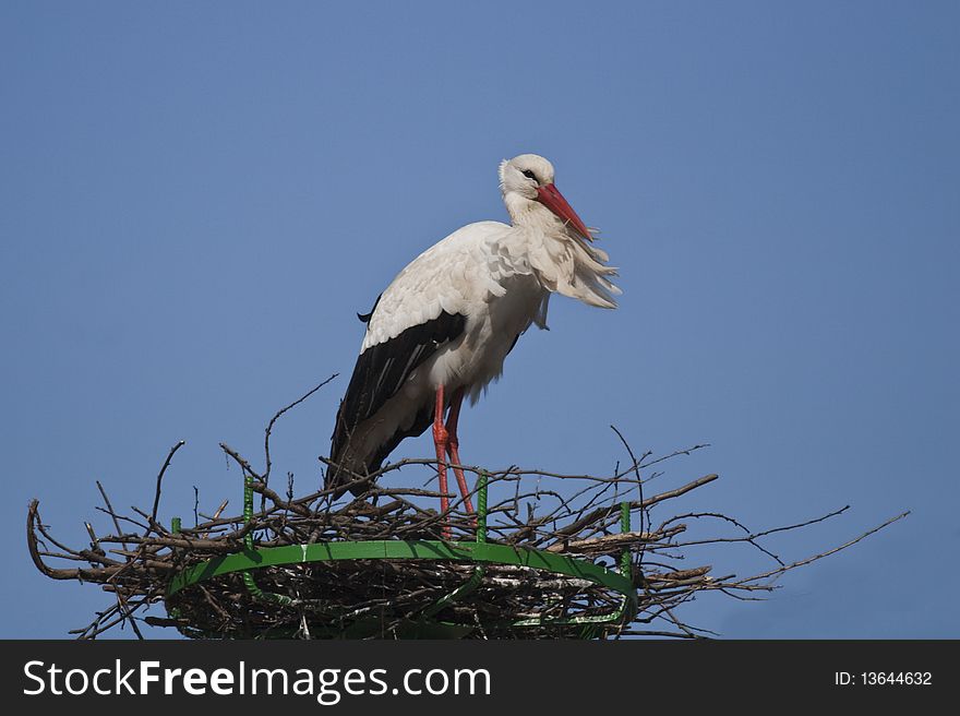 Young stork on his nestle. Young stork on his nestle