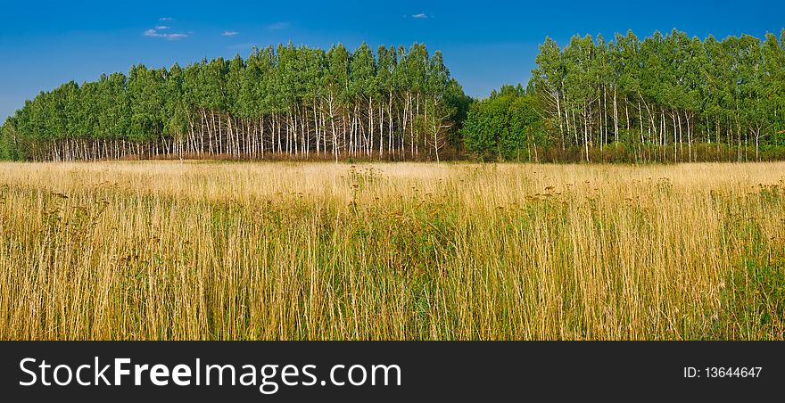 Yellow meadow and green forest landscape. panoramic. Yellow meadow and green forest landscape. panoramic