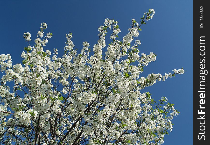 Apple tree flowers branches over blue sky