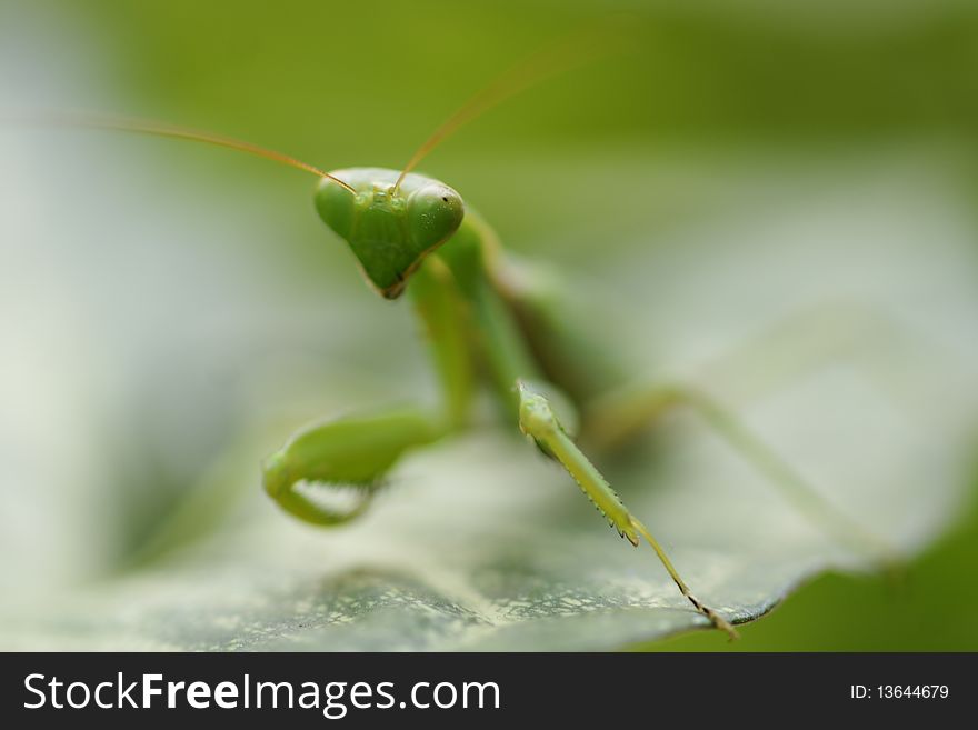 Green grasshopper on green leaf. Green grasshopper on green leaf