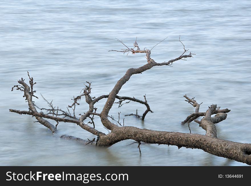 Fallen tree log over water