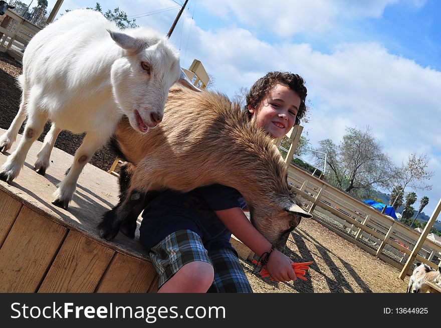 Boy feeding hungry goats on a farm