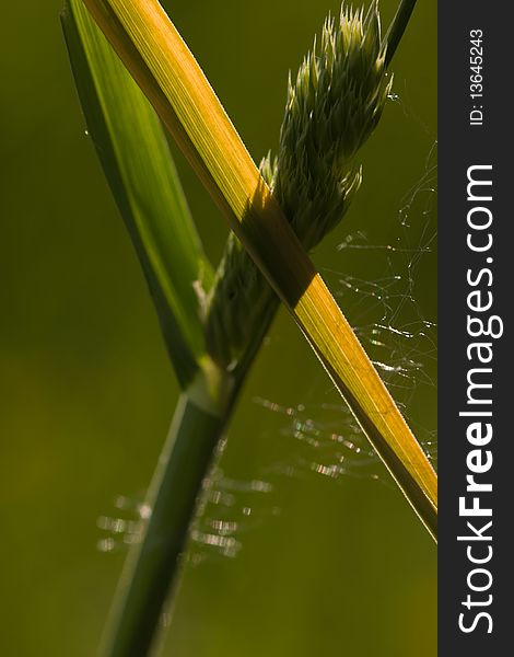 Grass closeup with a leaves