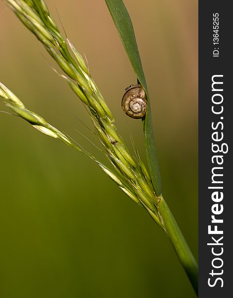 Snail on a green grass