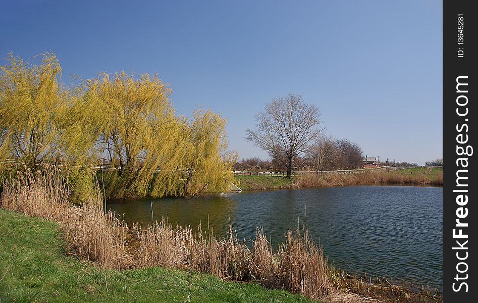 Country pond with willow and reeds. Country pond with willow and reeds.