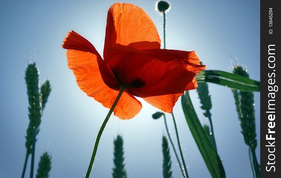 Red Poppy And Spikes.