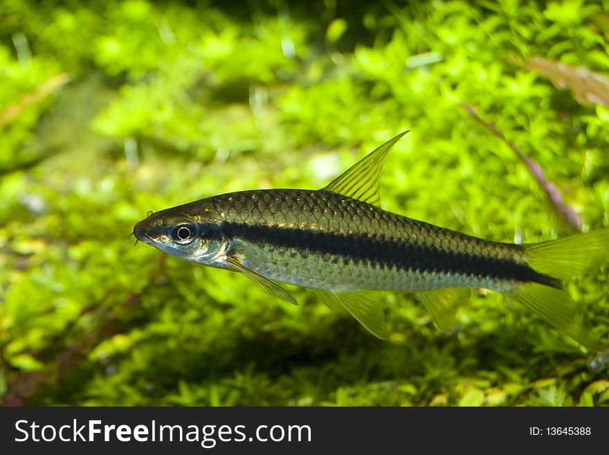 Barbus fish in Freshwater Aquarium. Barbus fish in Freshwater Aquarium