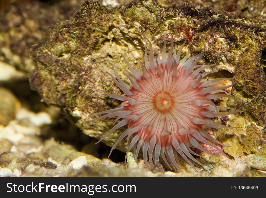 Anemone in Coral Reef Saltwater Aquarium. Anemone in Coral Reef Saltwater Aquarium