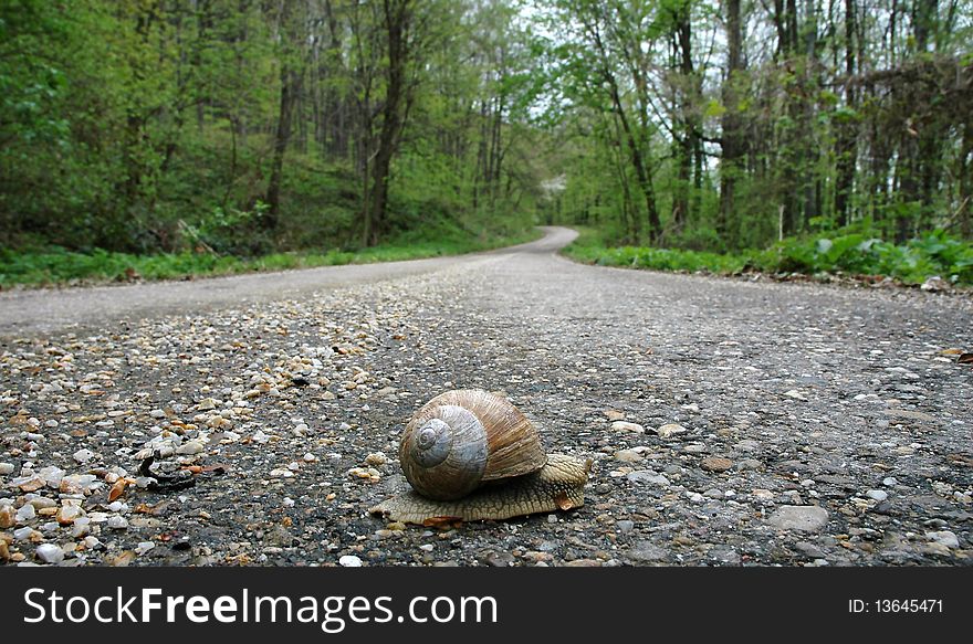 Snail And Speed