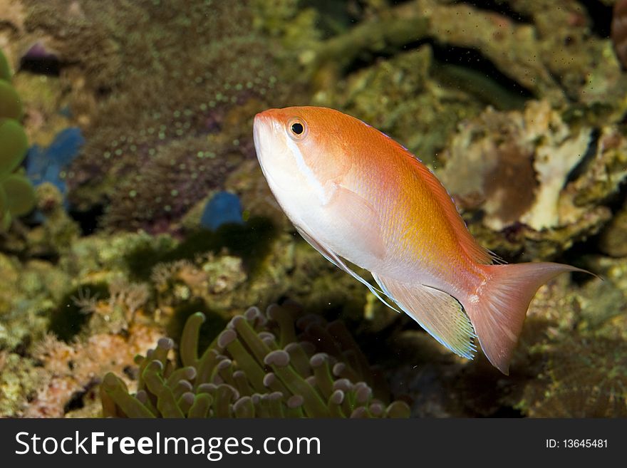 Anthias Fish in Coral Reef Saltwater Aquarium. Anthias Fish in Coral Reef Saltwater Aquarium