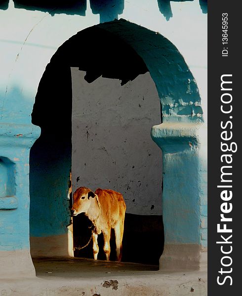 A typical archway entrance of a house in an Indian village. The blue color on the walls is painted by adding copper sulfate in lime and it acts as disinfectant. A typical archway entrance of a house in an Indian village. The blue color on the walls is painted by adding copper sulfate in lime and it acts as disinfectant.