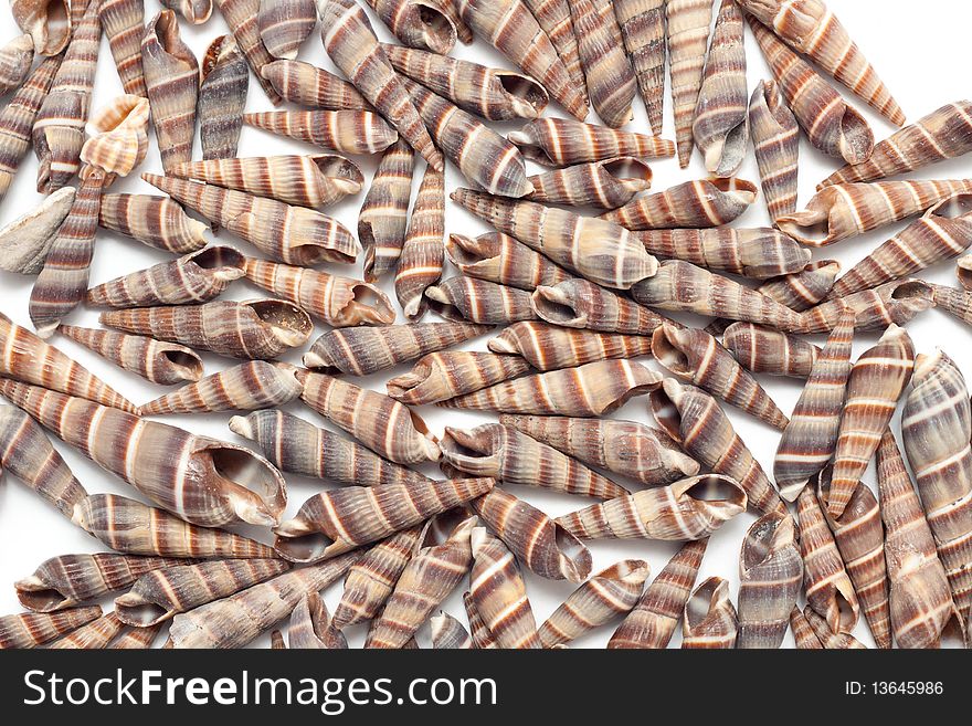 A seashells background; heap of shells