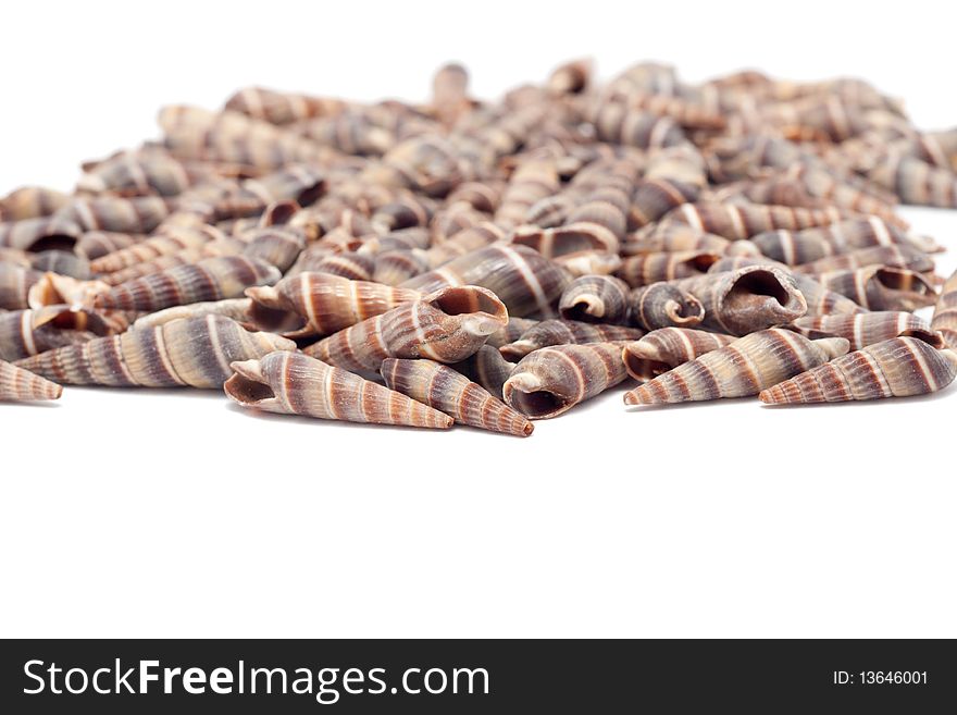 A seashells isolated on white