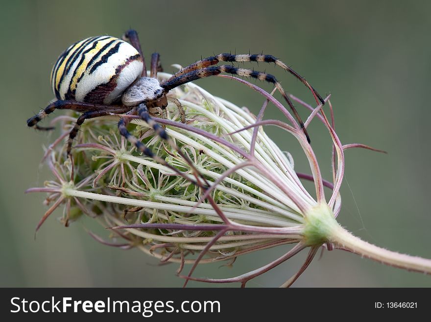 Argiope spider