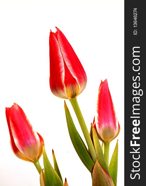 A tulips on white background