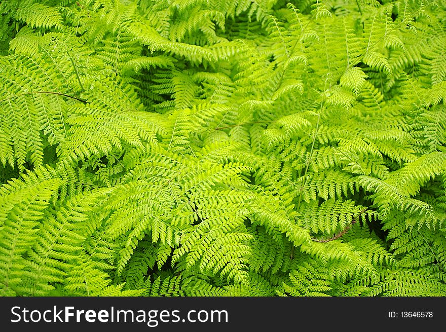 Fresh young bright green fern background texture