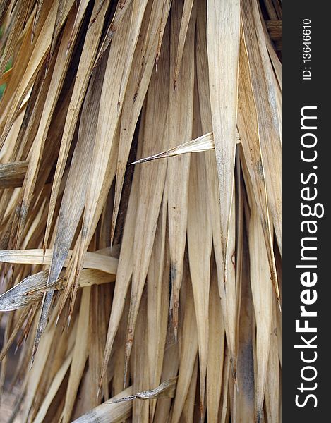 Background texture of dried up cactus leaves. Background texture of dried up cactus leaves