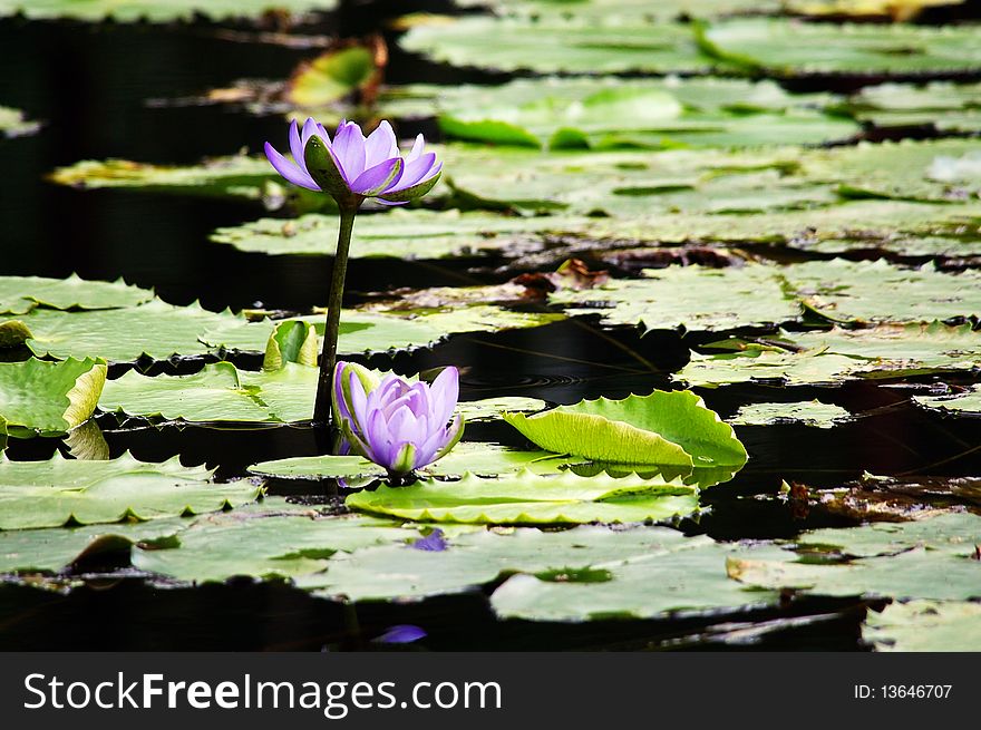 Lotus flower background in pond brisbane botanic gardens