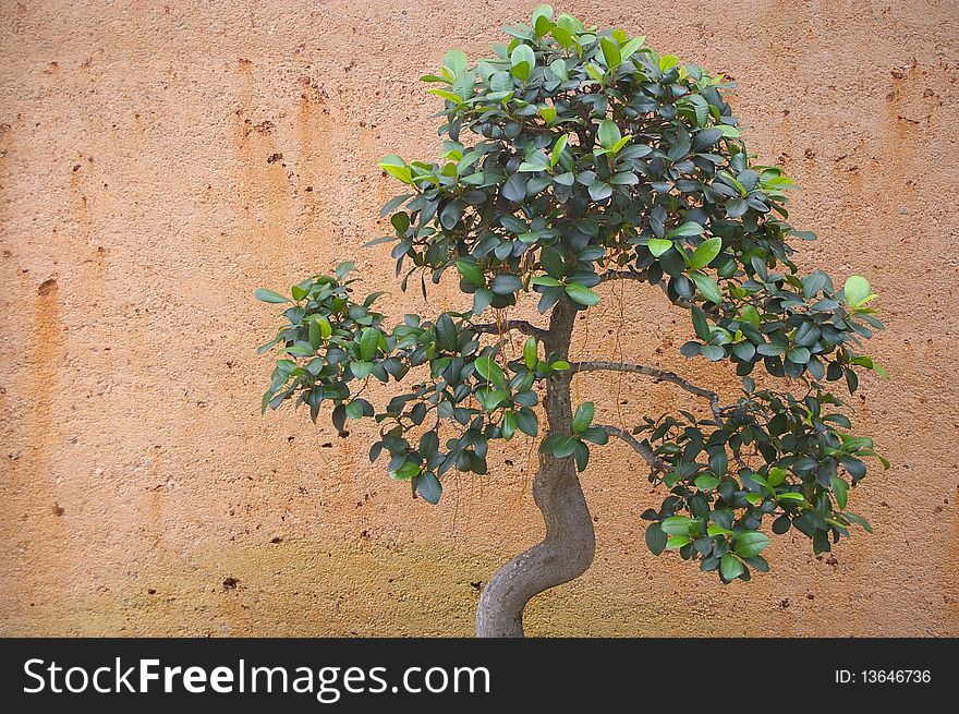 Close up of bonsai against a grungy looking wall