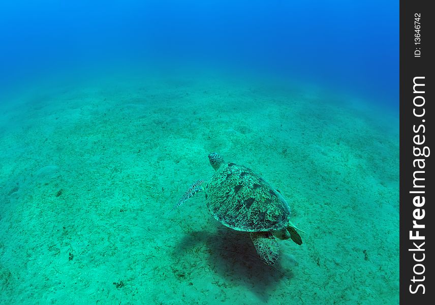 Sea green turtle a underwater view. red sea, egypt. Sea green turtle a underwater view. red sea, egypt.