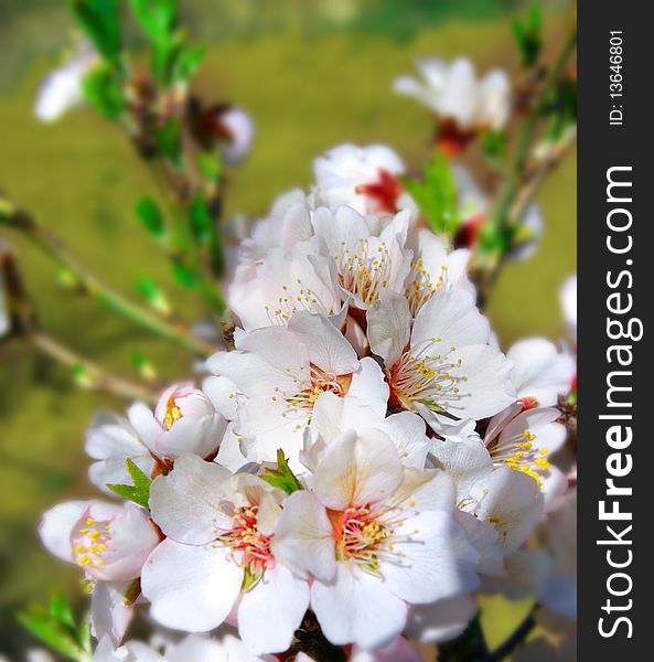 Close up of spring flowers