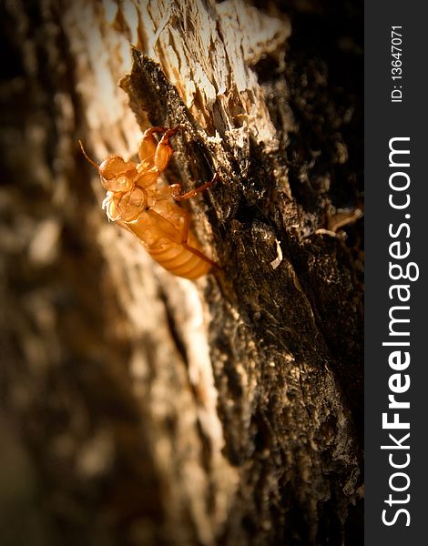 Cicada molting on the morning tree