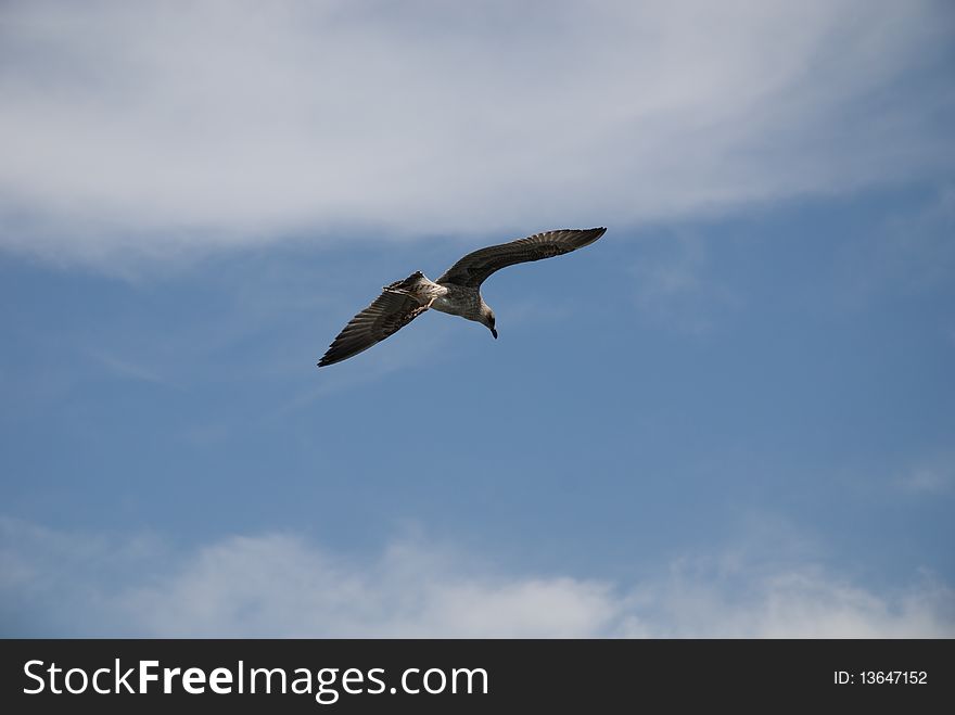 A seagull fly over the Port of Barcelona. A seagull fly over the Port of Barcelona