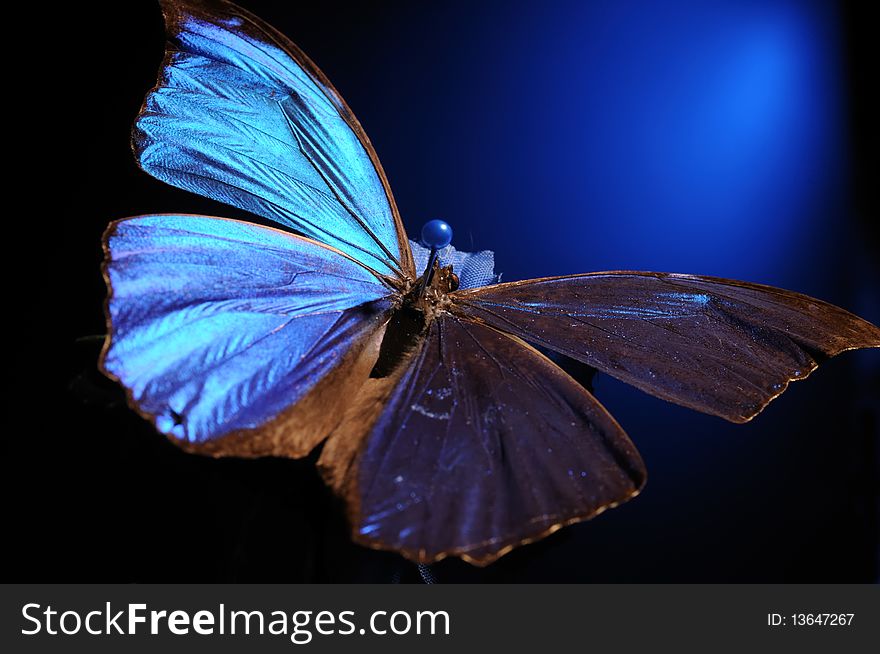 Dead butterfly pinned to artificial flower. Dark background with blue highlight. Selective focus. Dead butterfly pinned to artificial flower. Dark background with blue highlight. Selective focus