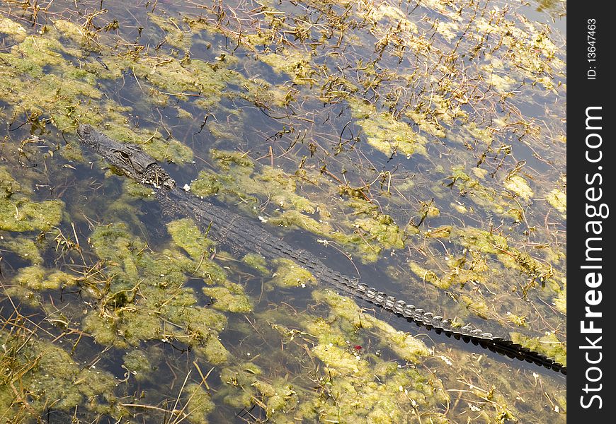 Small Gator In A Swamp Laying Diagonaly 91 90