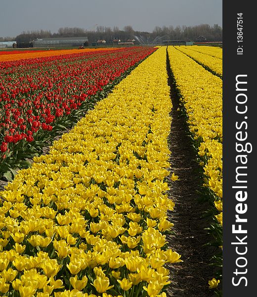 Tulip field blooming in holland