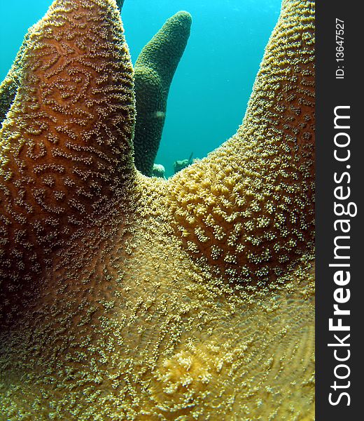 Beautiful Coral mound at 70 feet off the coast of south Florida.