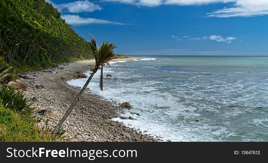 Beach and rainforest on southern island in new zealand