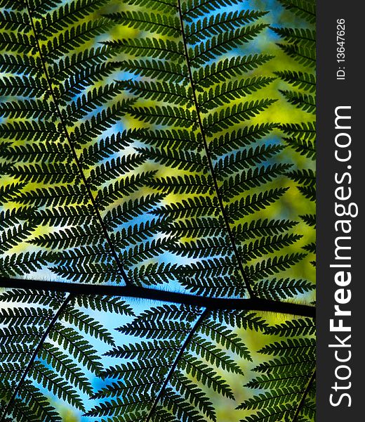 Fern Background