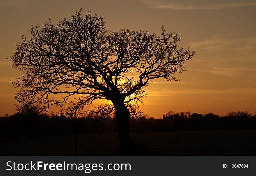 Tree at sunset in Jersey