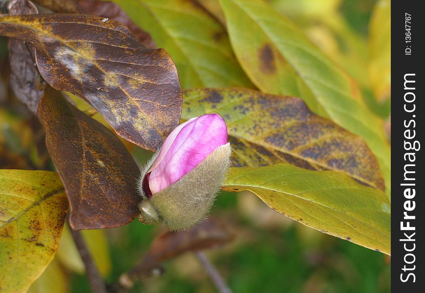 Magnolia flower ready to bloom in spring. Magnolia flower ready to bloom in spring