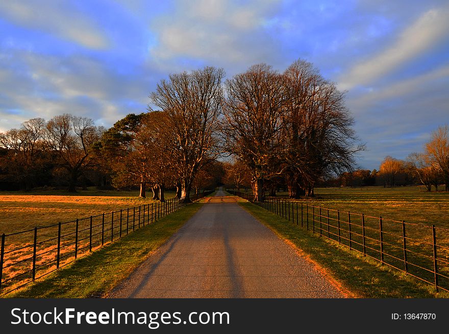 Tree lined path with blue sky