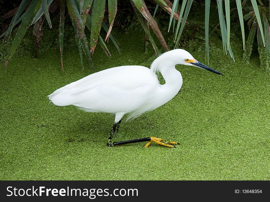 The snowy egret is a common waterbird found in coastal waters.  It is a colonial nester and can be recognized by its yellow slippers.