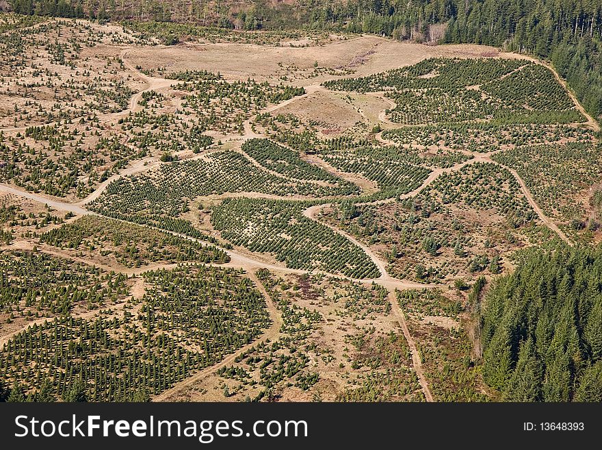 Overhead view of a large Pacific Northwest tree farm