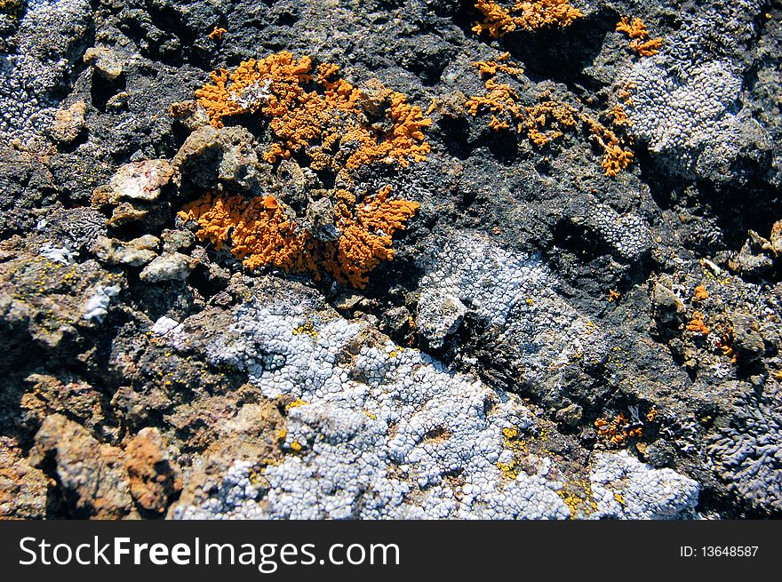 A variety of lichens grow on this rock in Isle Royale National Park in Lake Superior. Each type of lichen is actually a pair of organisms, a symbiotic association of a fungus with either a green alga or a photosynthetic bacteria. A variety of lichens grow on this rock in Isle Royale National Park in Lake Superior. Each type of lichen is actually a pair of organisms, a symbiotic association of a fungus with either a green alga or a photosynthetic bacteria.
