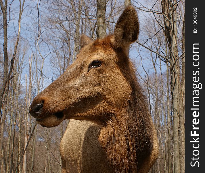 Elk cow standing in early spring.