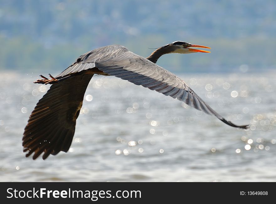 Great Blue Heron in flight over water.