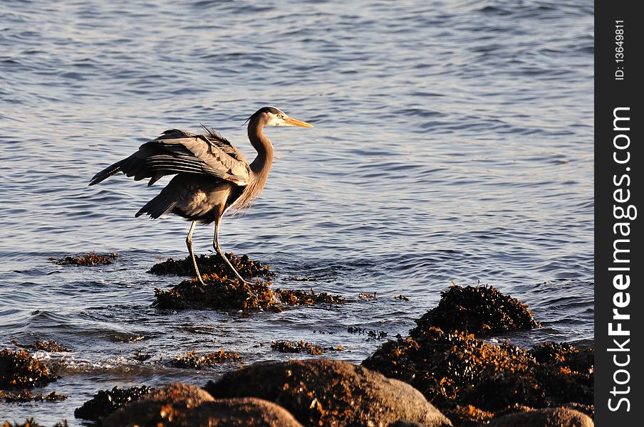 Great Blue Heron fluffing its wings standing in the water near some rocks.