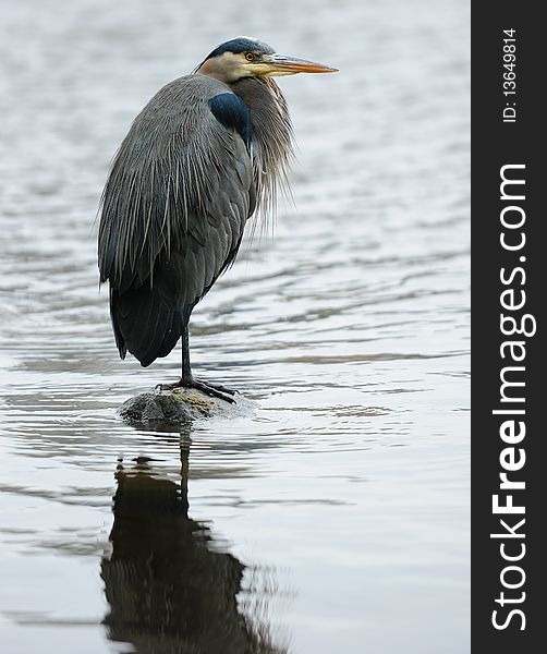 Great Blue Heron standing on one leg on a small rock in the water.