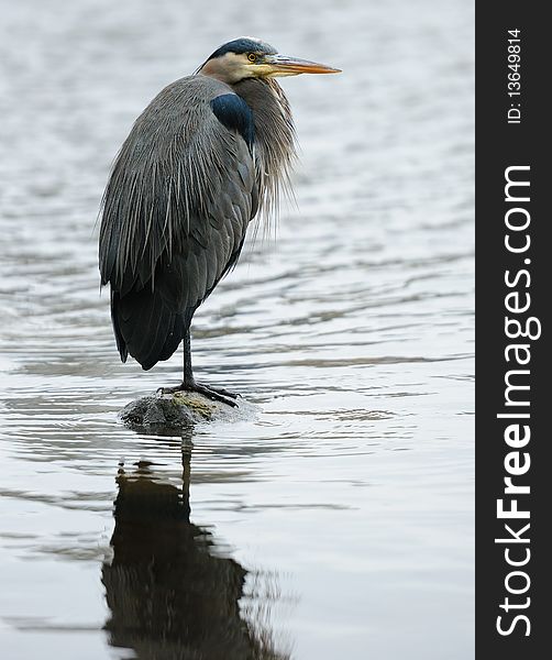 Great Blue Heron standing on one leg