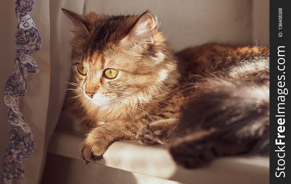 Cat with yellow-green eyes and long fur on a wall background windowlit