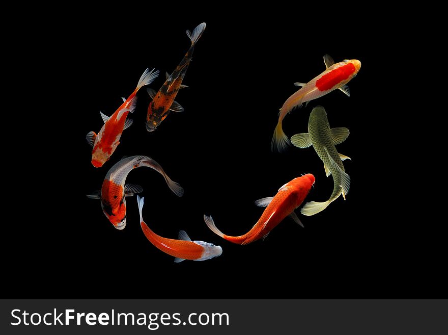 Koi fish Black background