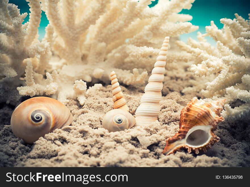 Shell and coral on the sand, the sea beach. Shell and coral on the sand, the sea beach