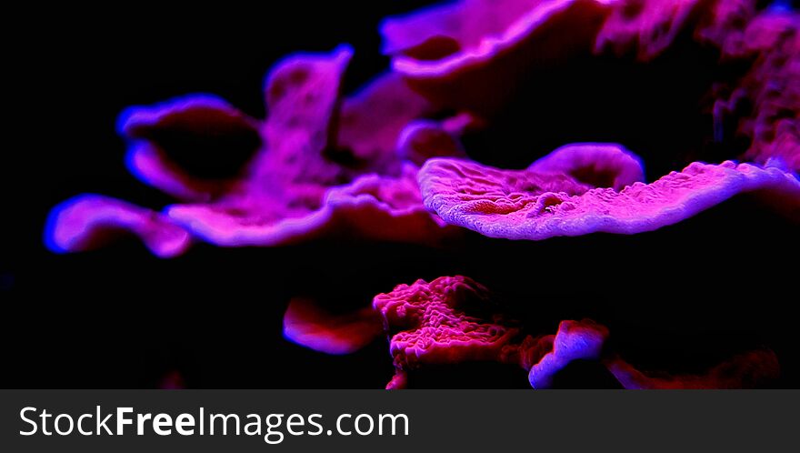 Macro Shot On Montipora Short Stony Polyps Coral